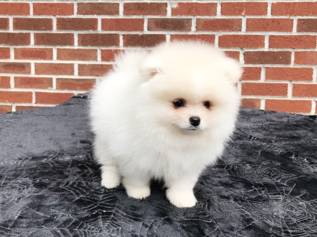 Pomeranian puppy for sale + 66171