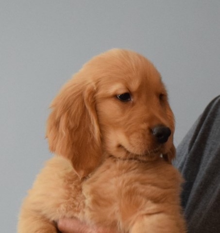 Golden Retriever puppy for sale + 59998