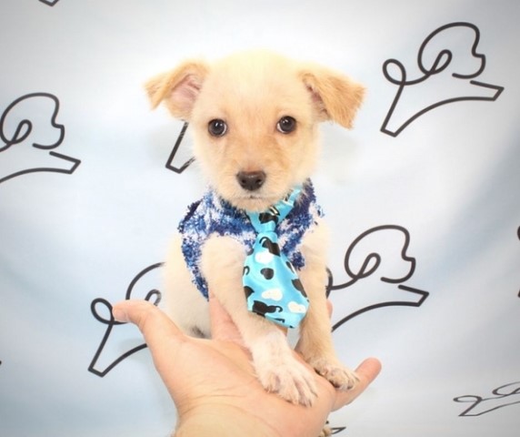 Maltese puppy for sale + 61347