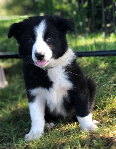 Border Collie Pups