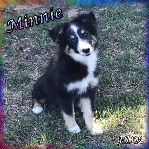 Minnie - Mini Black Tri Female Aussie Puppy