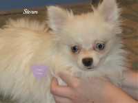 Pomeranian Storm Pomeranian for sale/adoption