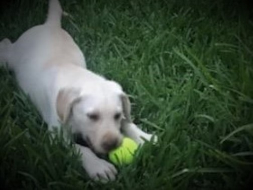 White /Cream AKC Female Lab puppies