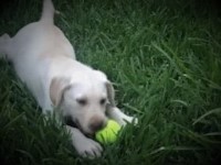 White /Cream AKC Female Lab puppies Labrador Retriever for sale/adoption