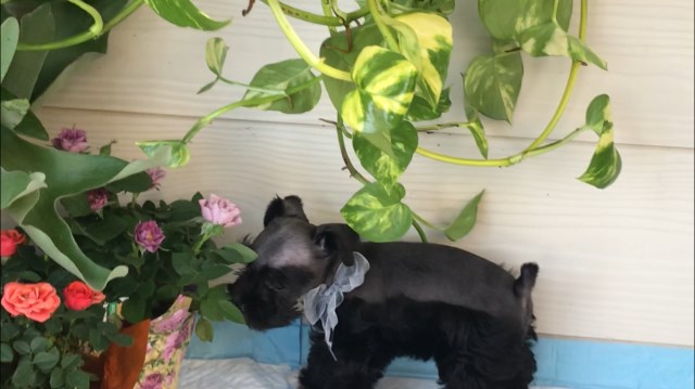 Miniature Schnauzer puppy for sale + 53765