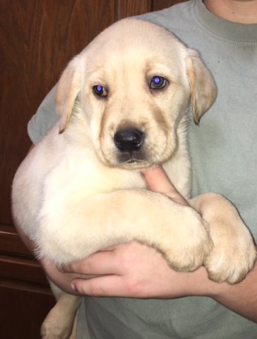 Labrador Retrievers - Two Yellow Female Puppies Ready for your home.  AKC Registered