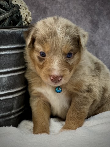 Australian shepherd puppies
