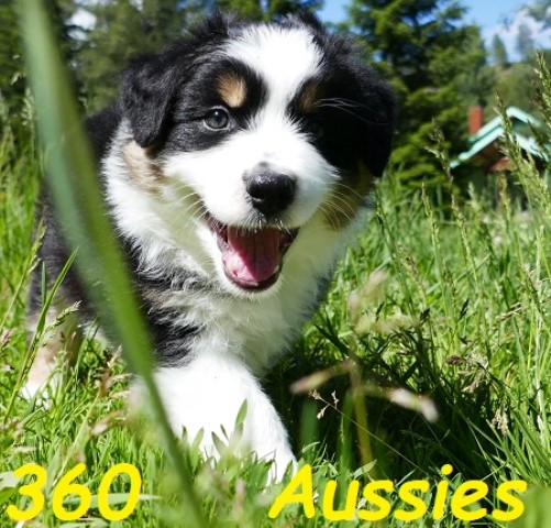 AKC & ASCA Australian Shepherd Puppies - Two Litters - Blue Merles too!  360 Aussies