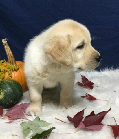 Adorable Labrador Retriever