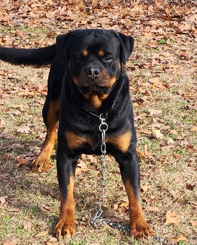 Rottweiler puppy for sale + 64327