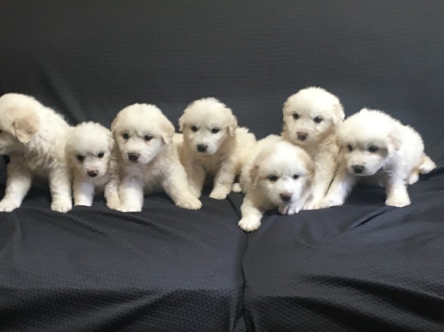 Great Pyrenees puppies