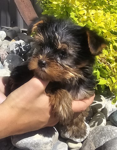 Yorkshire Terrier puppy for sale + 65981