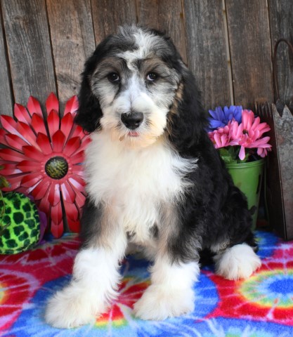 Old English Sheepdog puppy for sale + 62147
