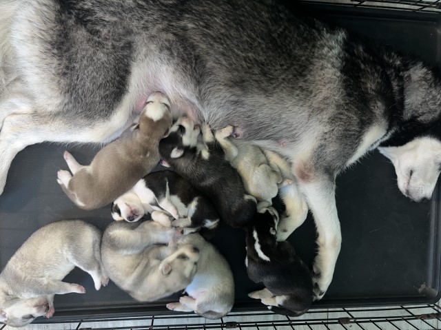 Female Siberian Husky Puppies for sale WILL BE READY IN TIME CHRISTMAS!!