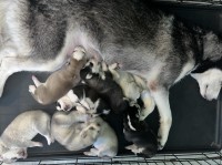 Female Siberian Husky Puppies for sale WILL BE READY IN TIME CHRISTMAS!! Siberian Husky for sale/adoption