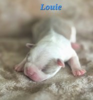 Boston Terrier Puppies Boston Terrier for sale/adoption