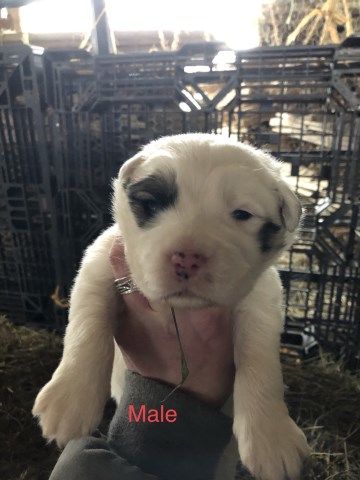 Great Pyrenees puppy for sale + 60251