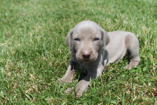 Weimaraner puppy dog for sale in Westmoreland, Tennessee