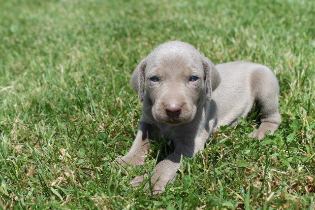 AKC Weimaraners