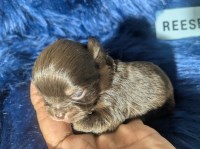 Chocolate Apple Head LC Chihuahuas  Males Chihuahua for sale/adoption