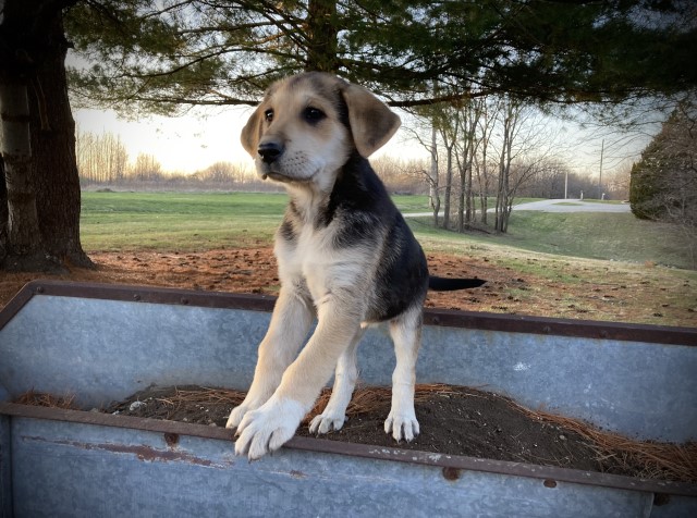 Denali, Black and white Multi Coloered German Shepherd Lab Cross Puppy