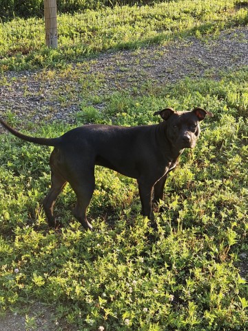Staffordshire Bull Terrier mixed Puppy for sale