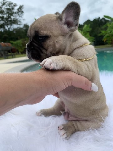 French Bulldog puppy for sale + 62313
