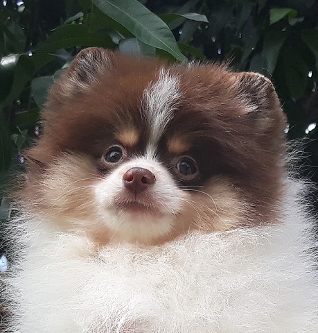 Mini Rare Tricolor Teddy Bear Pomeranian Puppy Male, fluffy ball