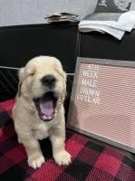 Golden Retriever Puppies Golden Retriever for sale/adoption