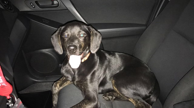 Fullbred Black Lab Puppy - price negotiable