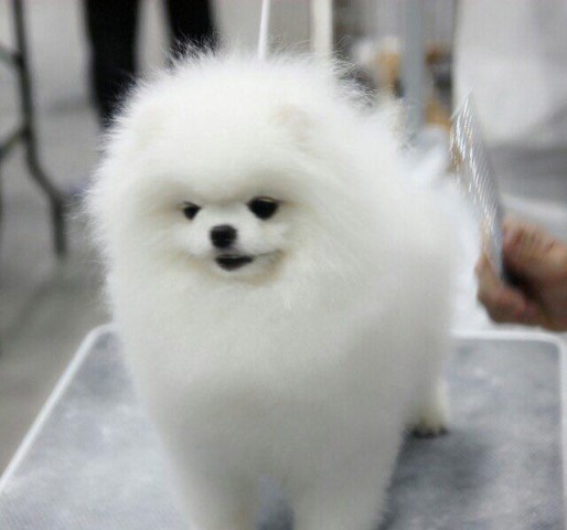 teddy face pomeranian for sale