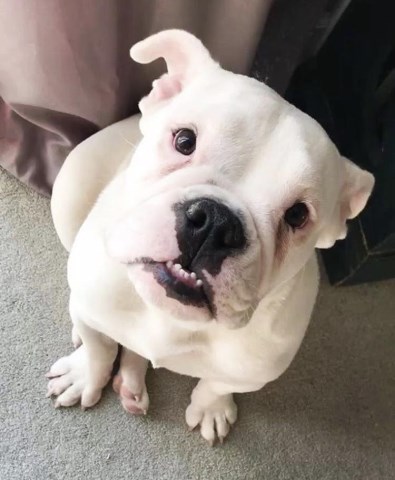 Sasha: Sweet, 7-month-old female Olde English Bulldogge puppy