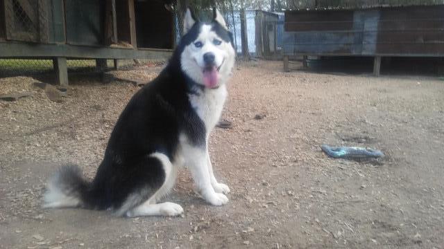 Beautiful AKC Registered Siberian Husky Puppies For Sale