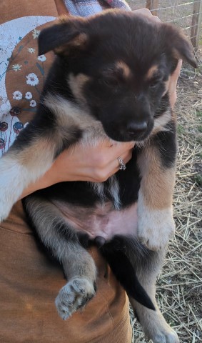 Australian Shepherd Dog puppy for sale + 64572