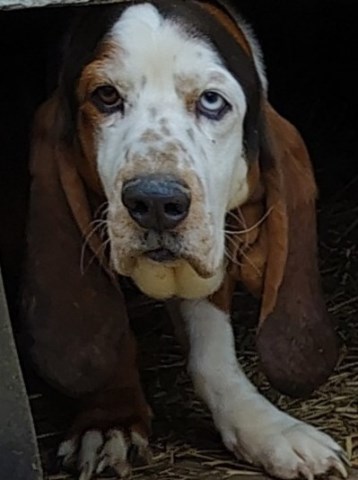 AKC registered Male Basset hound