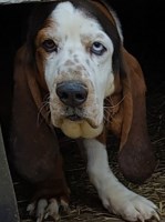 AKC registered Male Basset hound Basset Hound for sale/adoption