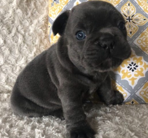French Bulldog puppy for sale + 59777