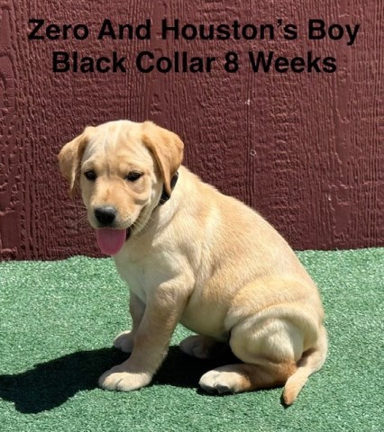 Labrador Retriever puppy for sale + 67150