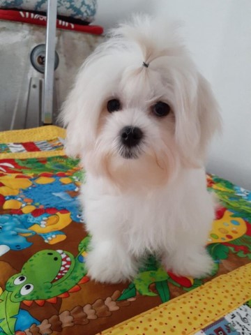 Maltese puppy for sale + 64150