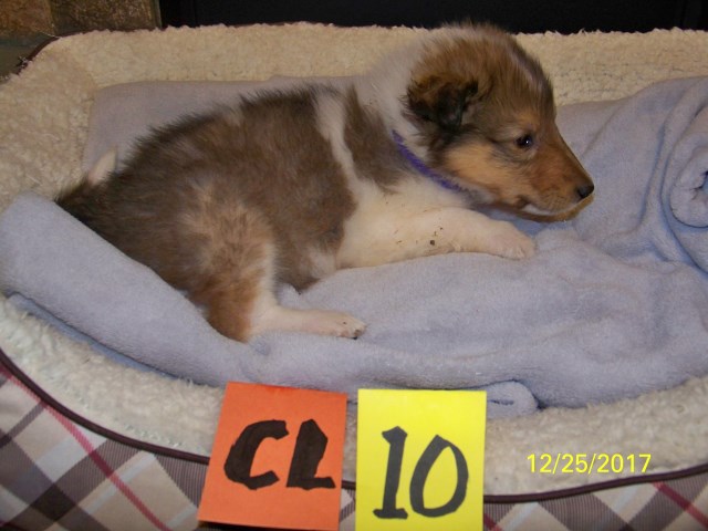 Collie puppy for sale + 51233