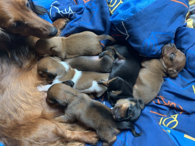 Dachshund puppy for sale + 60599