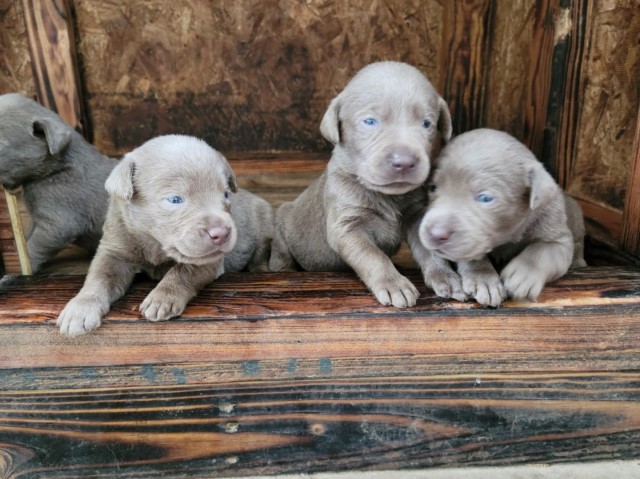 AKC Silver Labs!!!