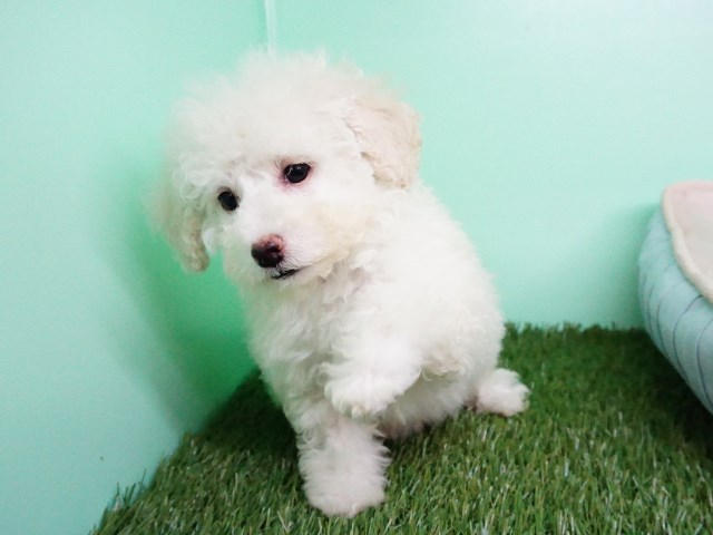 Maltipoo puppy for sale + 54659