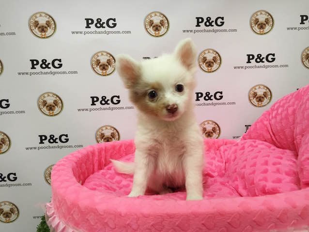 Pomeranian puppy for sale + 47087
