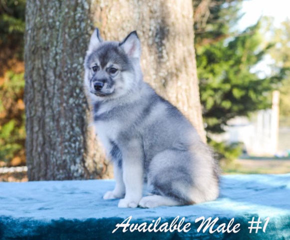 Siberian Husky puppy for sale + 50695