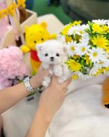 Maltese Puppy For Free Maltese for sale/adoption