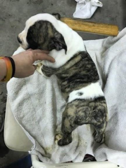 English Bulldog puppies