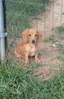 Cedar Grove Dachshunds Dachshund for sale/adoption