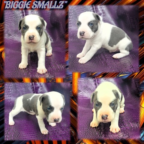 BLUE AND WHITE PUPS FOR SALE