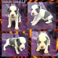 BLUE AND WHITE PUPS FOR SALE American Pit Bull Terrier for sale/adoption